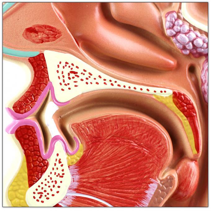 Mouth Nose Throat ENT Model Pharynx Education Human Body Anatomy 0.5 kg