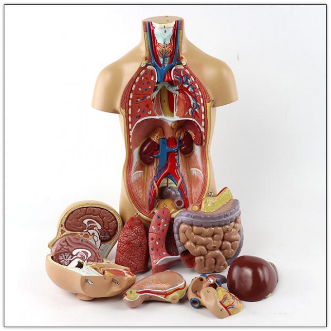 Education Human Body Torso Model 50cm 12parts 52X18X18 Cm Single
