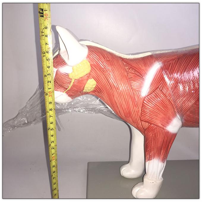Realistic Animal Cat Anatomy Model Medical Science Education 40*16*35.5cm