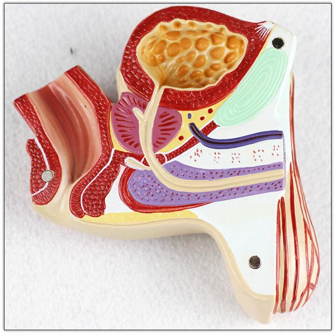Genital Organ Male Reproductive Anatomy Model 1.0 Kg Single Gross Weight Ma...