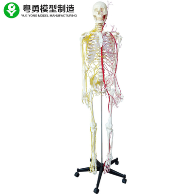 Nerve Human Body Skeleton Model / Anatomical Full Size Anatomy Skeleton
