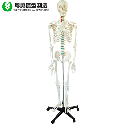 Skeleton Male Model Bone Colour Cartilage Removable Iron Stand Arm Foot 3 Teeth Dissectible