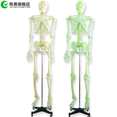170CM Luminous Human Body Skeleton Model / Learning Skeletal System Model