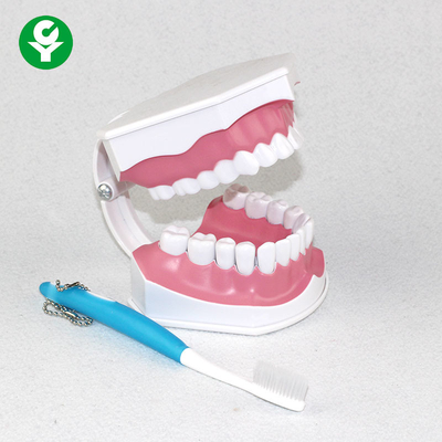 Dental Study Tooth Anatomy Model Oral Demonstration Plastic Removable