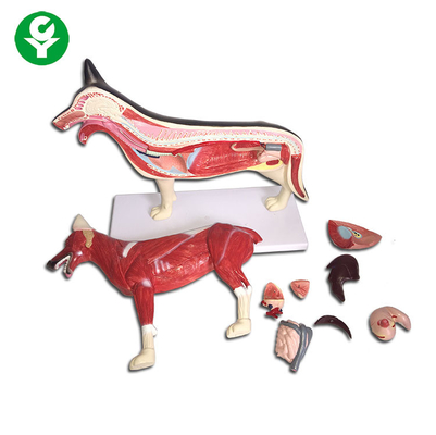 Dog Figure Animal Anatomy Models Whole Body Lung Heart Liver Available