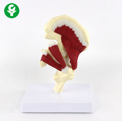 Human Hip Joint Model With Muscles  Teaching 18*15*22cm High Accuracy