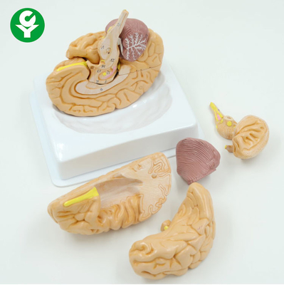 Eight Teaching Detailed Brain Model Anatomy High Accuracy Plastic Material