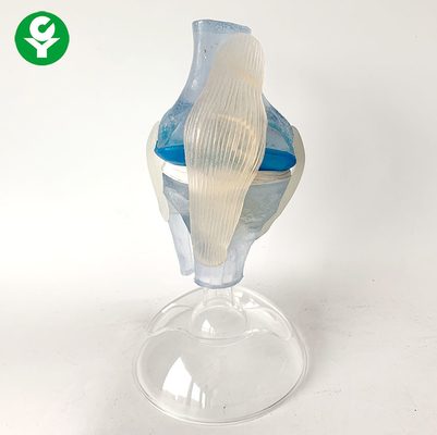 Anatomical Knee Model Transparent Material Ligaments Skeletal PVC Material