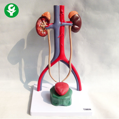 Urinary System Educational Body Parts Models Anatomical  30X15X20cm Pack