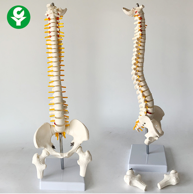 PVC Spine Skeleton Model / 45CM Anatomical Spine Model Medium Size Vertical