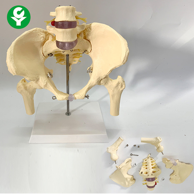 Medical Female Anatomical Model With Two Lumbar Vertebrae Pelvis Femur Skeletal