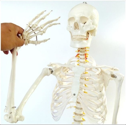 Whole Specimens Anatomical Skeleton Full Size