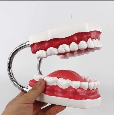 Anatomical Dental Teeth Model For Patient Education