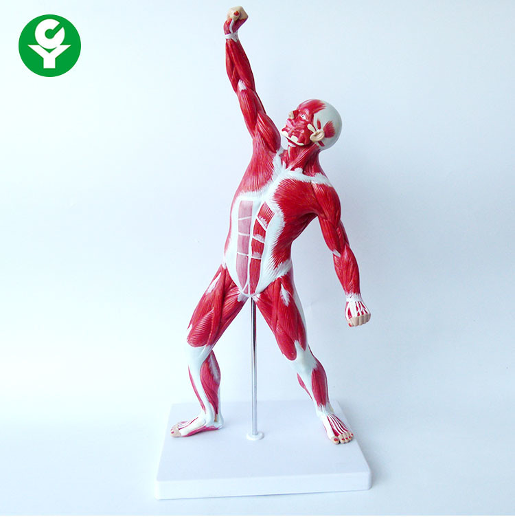 PVC Medical Training Manikins / Human Body Muscle Trauma Simulation