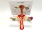 Pathological Female Anatomical Model / Vagina Uterus Ovary Model Genitourinary