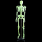 170CM Luminous Human Body Skeleton Model / Learning Skeletal System Model