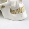 Life Size Human Skull Replica Including 8 Parts Medical Teaching Detachable Brain