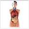 Medical Teaching Human Body Torso Model With Viscera Aids Children Learning