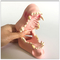 Nature Size Structure Dog Teeth Model / Animal Dog Dental Model Anatomical