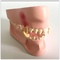 Nature Size Structure Dog Teeth Model / Animal Dog Dental Model Anatomical