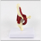 Human Hip Joint Model With Muscles  Teaching 18*15*22cm High Accuracy