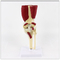 Medical Supplies Spine Skeleton Model / Anatomical Knee Model With Muscle