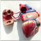 Educational Medical Training Manikins Heart Bypass Teaching 1.0 Kg Weight