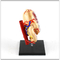 0.5 kg PVC Gastric Anatomy Human Body Organs Model School Support Removable