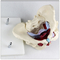 Organs Female Anatomical Model / Skeletal Anatomical Pelvis Model Life Size