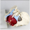 Organs Female Anatomical Model / Skeletal Anatomical Pelvis Model Life Size
