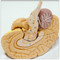Eight Teaching Detailed Brain Model Anatomy High Accuracy Plastic Material