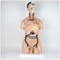 Emulational Human Body Torso Model W Back Dissection 38pcs 85cm Tall Much Sex Advanced