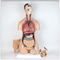 Emulational Human Body Torso Model W Back Dissection 38pcs 85cm Tall Much Sex Advanced