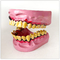 Smoking Tobacco Dental Teeth Model / Smokers ' Teeth Oral Model Pvc Material