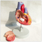 Human Heart Human Body Organs Model  2 Times Life Size 3 Parts Education