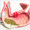 Stomach-Gastric Diseases Human Body Organs Model / Human Digestive System Model