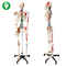 Educational Human Body Skeleton Model / Life Size Anatomical Skeleton