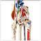 Educational Human Body Skeleton Model / Life Size Anatomical Skeleton