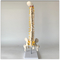PVC Spine Skeleton Model / 45CM Anatomical Spine Model Medium Size Vertical