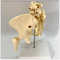 Medical Female Anatomical Model With Two Lumbar Vertebrae Pelvis Femur Skeletal