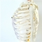 Whole Specimens Anatomical Skeleton Full Size