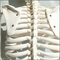 Classic 	Educational Body Parts Models For Medical School Students Standard 85cm