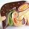Liver Anatomical Spleen and Pancreas Anatomy Model