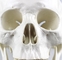 Human Anatomy Type Life Size Medical Skull Model
