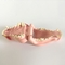 Nature Size Structure Dog Teeth Model Dental Anatomical
