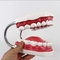 Anatomical Dental Teeth Model For Patient Education
