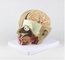 Plastic Anatomy Skull Model / PVC Human Head Anatomy Model With Brain