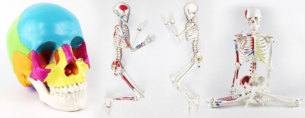 Human Body Skeleton Model