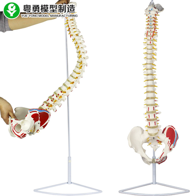 Medical Spinal Column Model Pelvis Muscle Point Femur Head Anatomical