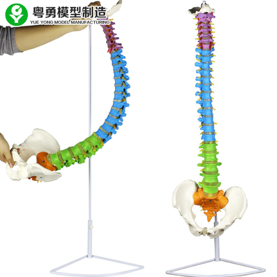 Spine Pelvis Color Zone Medical Spine Model Column Anatomical 3.5 Kg